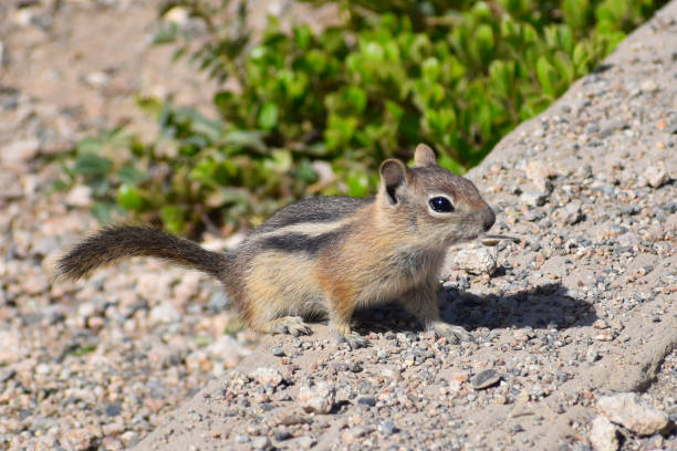 istock Small Golden-Mantled Ground Squirrel 1529224316