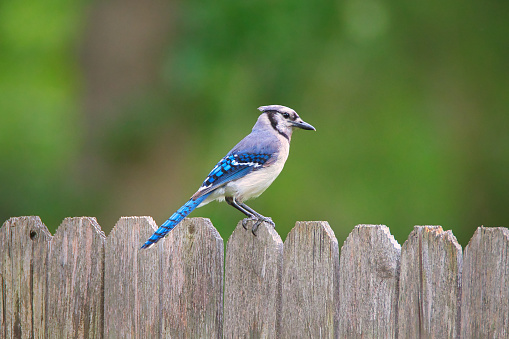 A vibrant blue jay stands on a wooden fence picket in a backyard in Oklahoma.