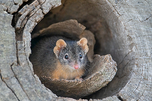 Yellow-footed antechinus in the Central Victorian bushland