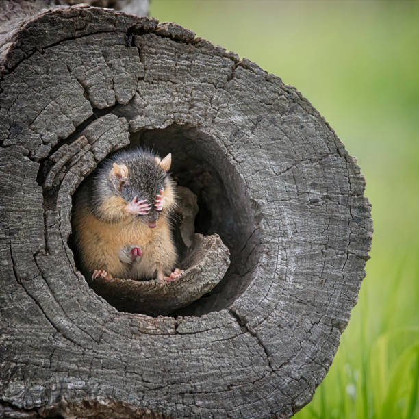 Yellow-footed antechinus (Antechinus flavipes) Yellow-footed antechinus in the Central Victorian bushland with babies visible in her pouch hair covering eyes stock pictures, royalty-free photos & images