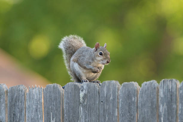 istock Gray Squirrel on a Wood Fence 1529236128