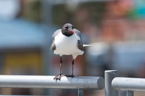 A laughing gull stands on a metal railing of the deck of a business in Corpus Christi, Texas in the summertime.