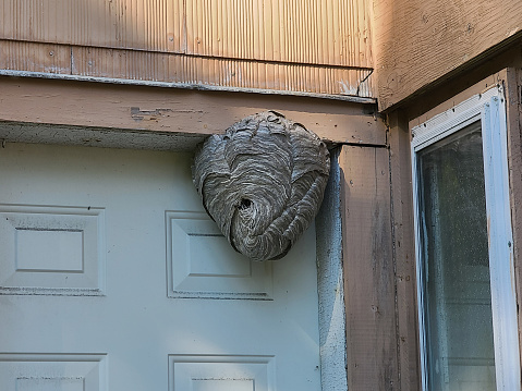 A large hornet's nest at the top of a doorframe.