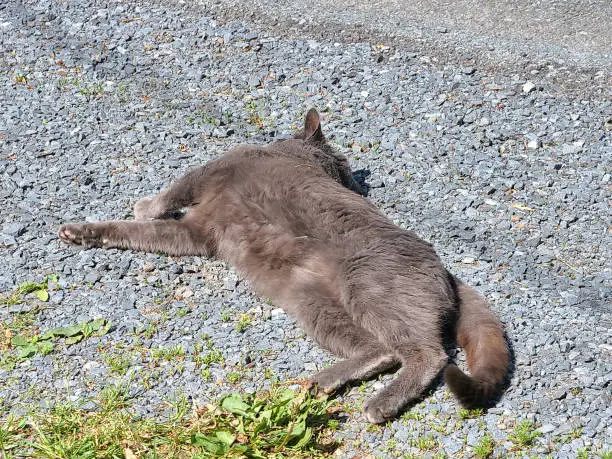 Photo of Cat on Side of Road