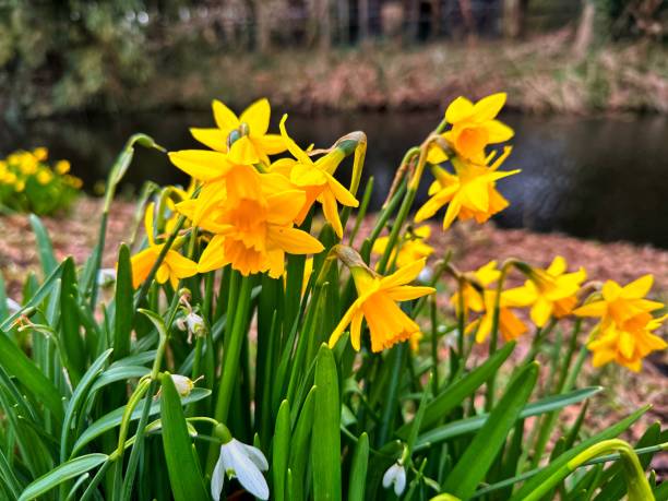 istock bunch of daffodils in yellow 1529323695