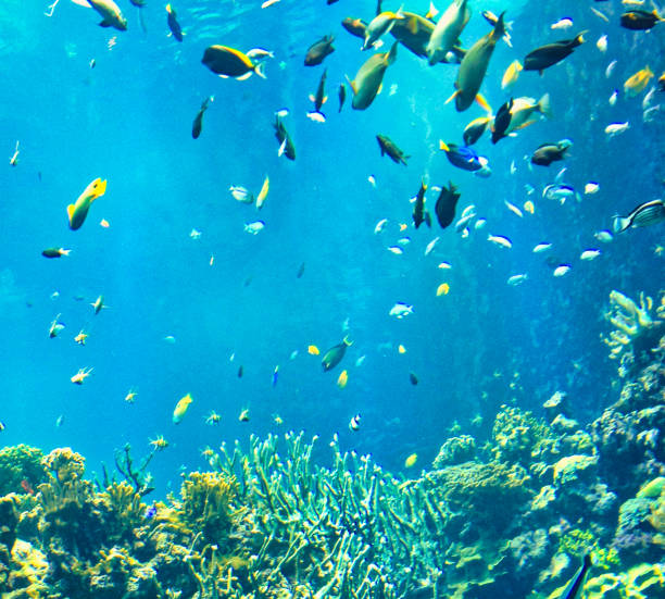 istock tropical fish swimming in blue ocean 1529323718