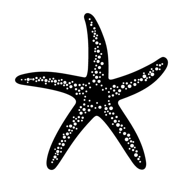 illustrazioni stock, clip art, cartoni animati e icone di tendenza di stella marina isolata in bianco e nero vettoriale. - starfish