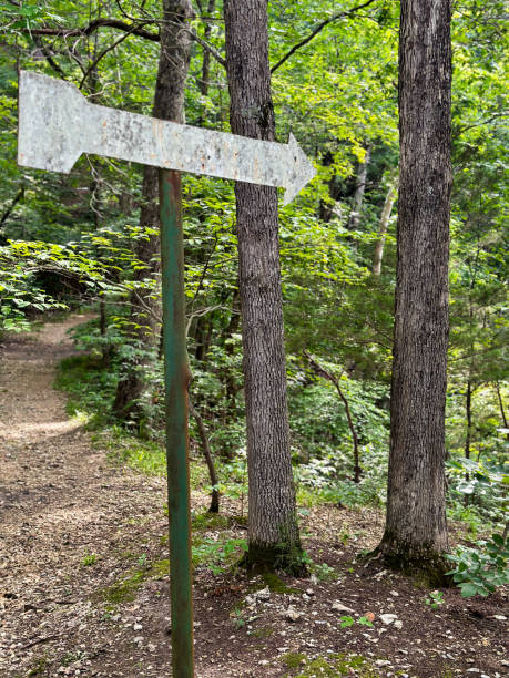 istock Blank directional arrow pointing towards forest walkway 1529334190