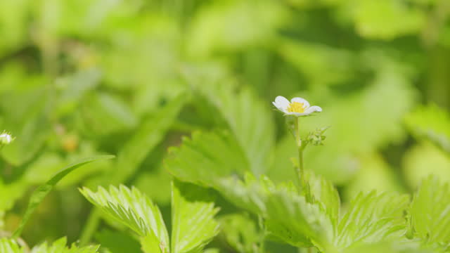 Strawberry flower growing naturally in garden. Strawberry flowers and green leaves. Close up.