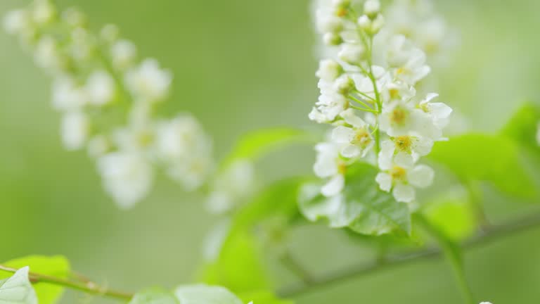 Prunus padus or known as bird cherry. Bird cherry in bloom. Flowering plant in the rose family rosaceae. Slow motion.