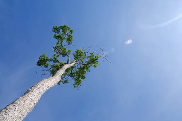 un grand arbre imposant sur fond de ciel bleu clair. photo conceptuelle de l’exploitation forestière illégale et du temps naturel chaud - lumber industry timber tree redwood photos et images de collection