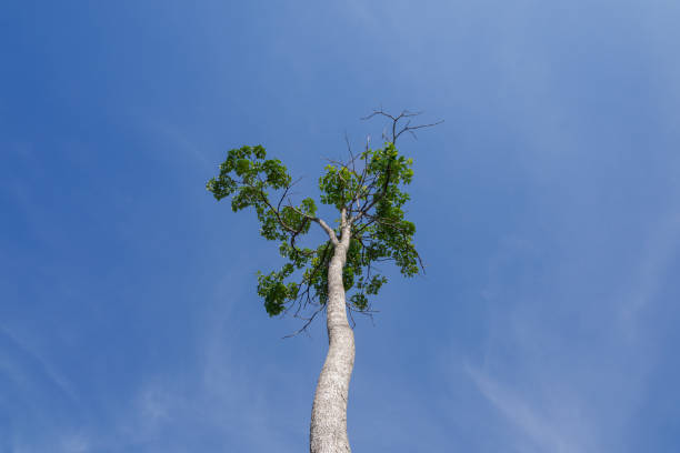 un grand arbre imposant sur fond de ciel bleu clair. photo conceptuelle de l’exploitation forestière illégale et du temps naturel chaud - lumber industry timber tree redwood photos et images de collection