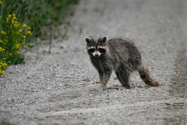 istock Raccoon crossing a country road 1529373765