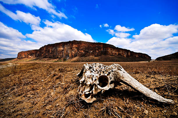 cráneo y la sequía - animal skull drought animal bone dry fotografías e imágenes de stock