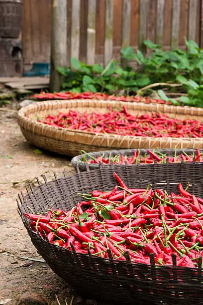 baskets of red hot chillies in a chinease house yard.
