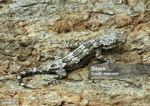 Geco Camouflaged - Fotografias de stock e mais imagens de Animal - Animal, Camuflagem - Conceito, Casca de árvore