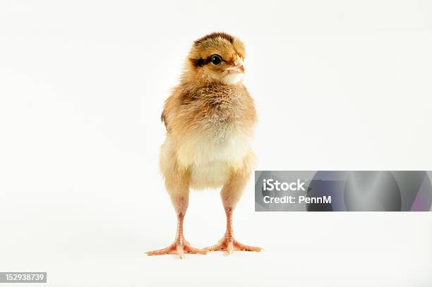 Tydzieństare Baby Chick Na Białym Tle - zdjęcia stockowe i więcej obrazów Bez ludzi - Bez ludzi, Białe tło, Fajny