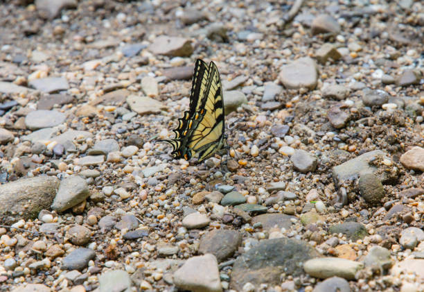 Eastern tiger swallowtail in a group by a stream outdoor setting