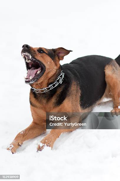 Wütender Hund Mit Entblößten Zähnen Stockfoto und mehr Bilder von Aggression - Aggression, Angst, Bellen