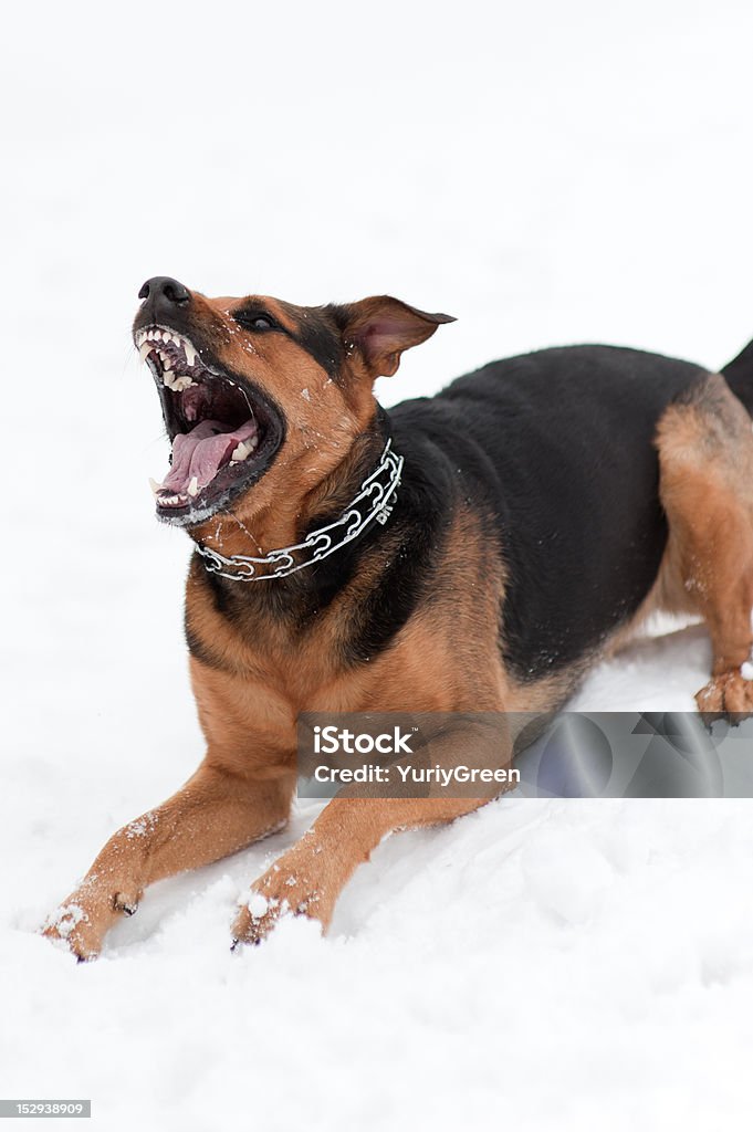 Colère avec bared dents de chien - Photo de Aboiement libre de droits
