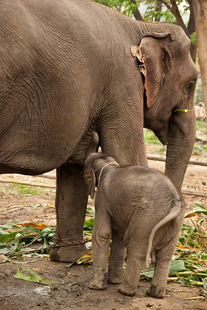 istock thai elephant calf feeding on milk-rear view 152939091