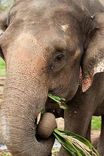 istock thai elephant holding corn crop with trunk and chewing 152939094