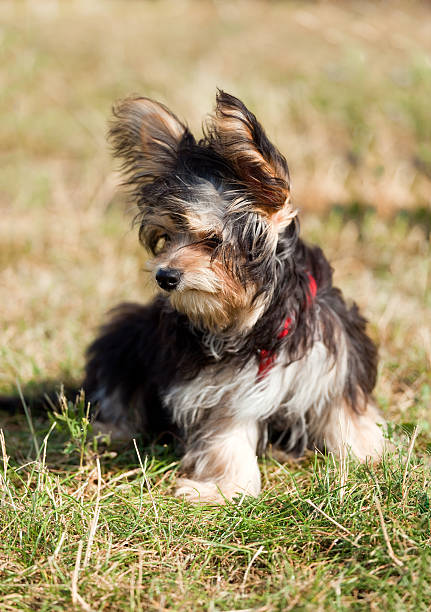yorkshire terrier cane di precisione - foto stock