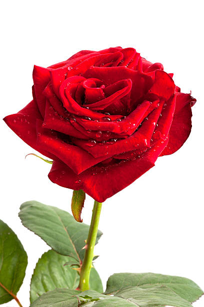 Rosa rossa - foto stock