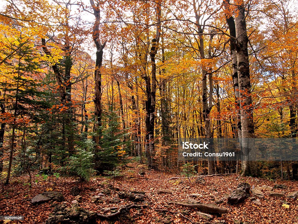 Bosque de otoño - Foto de stock de Aire libre libre de derechos