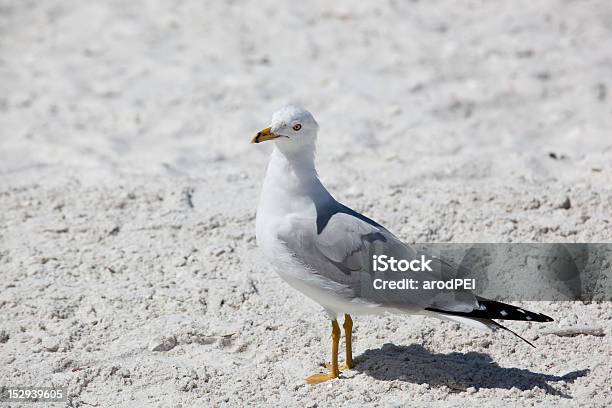 Seagul Am Strand Stockfoto und mehr Bilder von Feder - Feder, Florida - USA, Fotografie