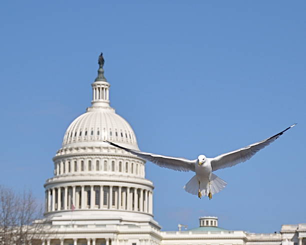 istock Seagull flying at national Capitol 152939721