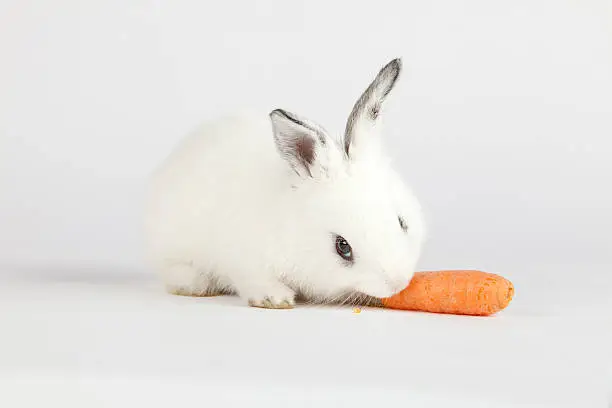 Photo of Cute bunny eating