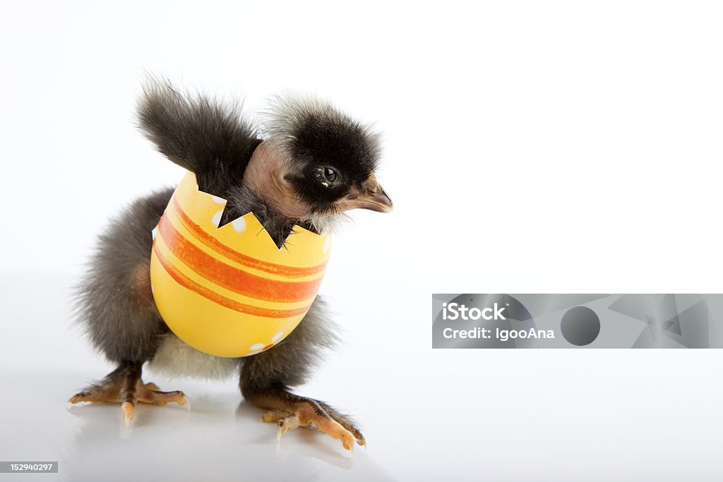 Pulcino di bambino dipinto uova in piedi - Foto stock royalty-free di Animale