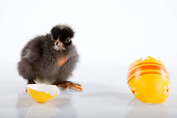 istock Naked neck black chicken and yellow eggshell 152940299