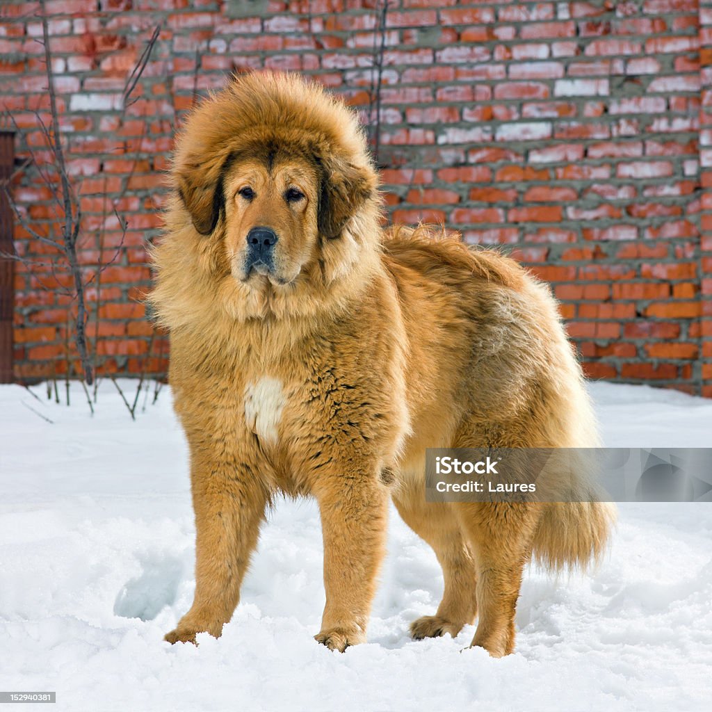 Mastín tibetano - Foto de stock de Mastín tibetano libre de derechos