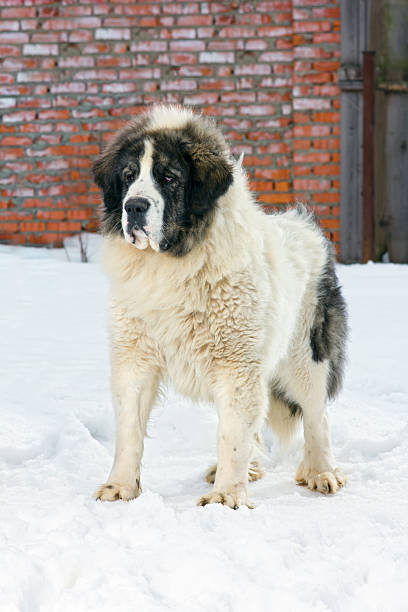 Pyrenean Mastiff stock photo