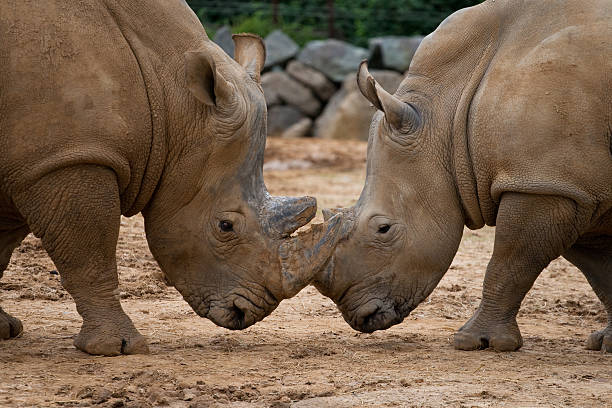 istock Rhinos with heads together 152940485