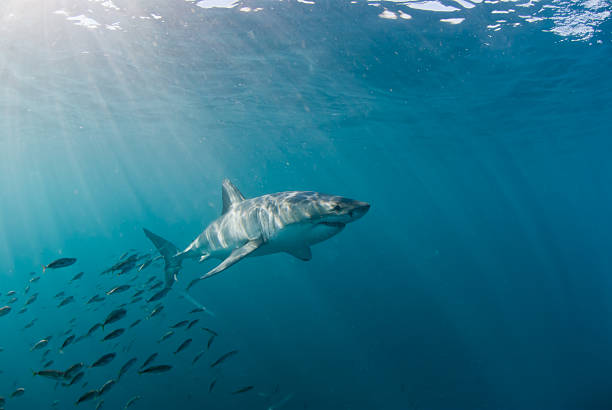 Fearsome great white shark Great white shark , Gansbaai, Western Cape, South Africa great white shark stock pictures, royalty-free photos & images