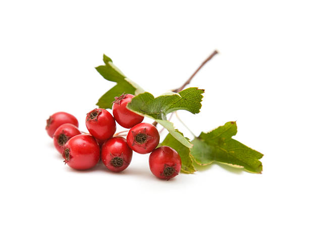 Hawthorn berries with leaves on stem Hawthorn (Crataegus; thornapple) berries cluster isolated on white background; hawthorn photos stock pictures, royalty-free photos & images