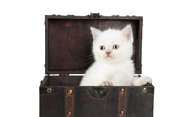 istock british white short-hair kitten 152940742