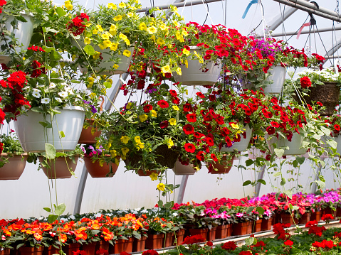 Multicolored flowers in hanging baskets in a greenhouse