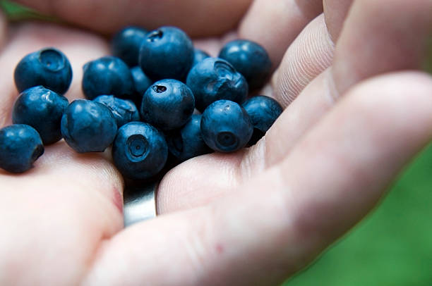 Natural blue berries. stock photo