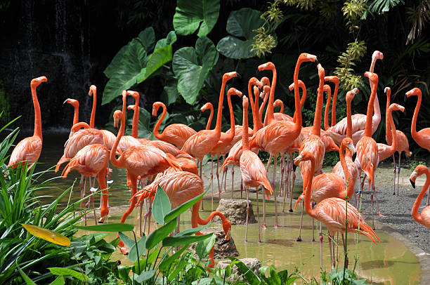 istock Caribbean flamingos 152941116