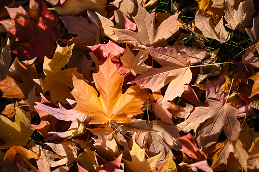 Autumn leaves full framed close up background, concept for autumn themes and autumn holiday greeting cards backgrounds, such as Octoberfest and Thanksgiving. Not AI