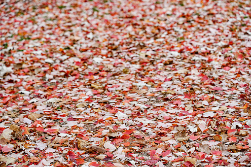 Autumn leaves on the ground, full frame. Close up. Not AI
