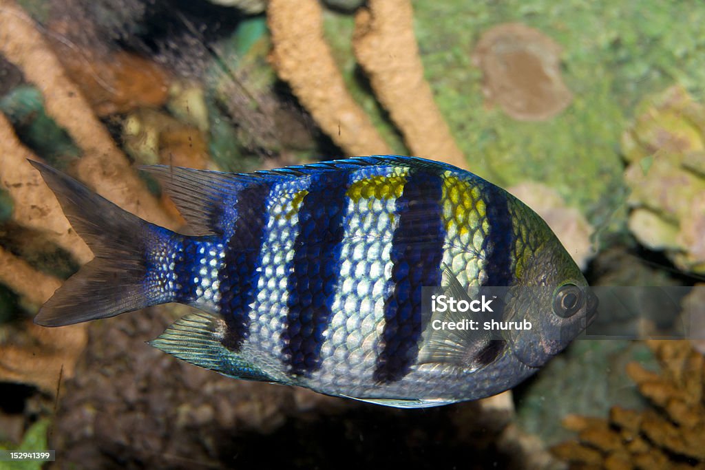 Sargento-mor Pomacentrídeo peixe (Abudefduf saxatilis - Foto de stock de Coral - Cnidário royalty-free