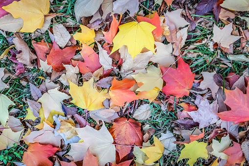 Autumn leaves full framed close up background, concept for autumn themes and autumn holiday greeting cards backgrounds, such as Octoberfest and Thanksgiving. Not AI