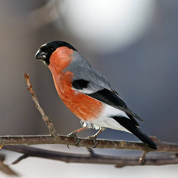 istock Bullfinch male on branch with sprouts 152941854