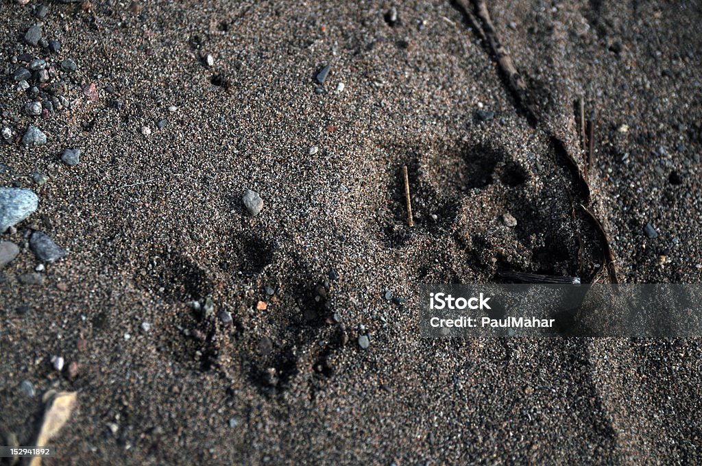 Pata imprime en la playa - Foto de stock de Aire libre libre de derechos