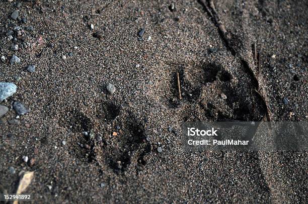 Pata Imprime En La Playa Foto de stock y más banco de imágenes de Aire libre - Aire libre, Almohadillas - Pata de animal, Canino - Animal